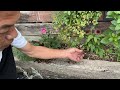 花壇の植え込み〜