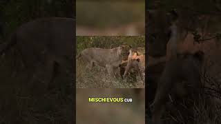 Who’s Boss? This lion cub learns the hard way🦁💥#whitelion