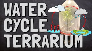 Create a Soda Bottle Terrarium to Observe the Water Cycle