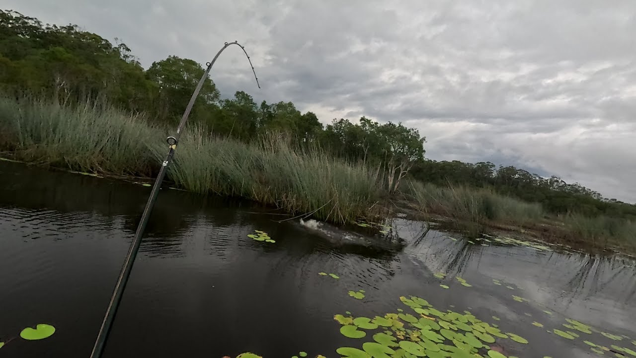 INSANE Australian Bass Topwater Hits! | Fishing Ewen Maddock Dam