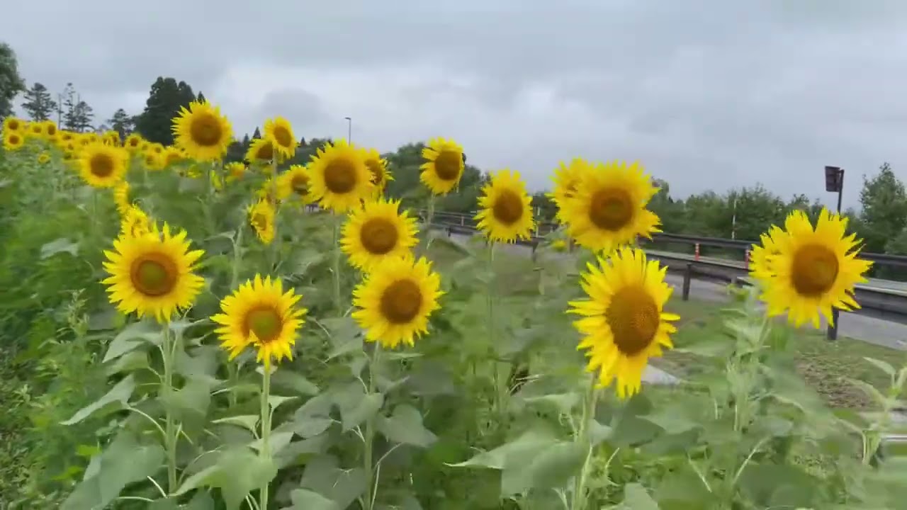 #向日葵#北海道-2023.08.15日本北海道高速公路休息站旁都這麼美-向日葵花海