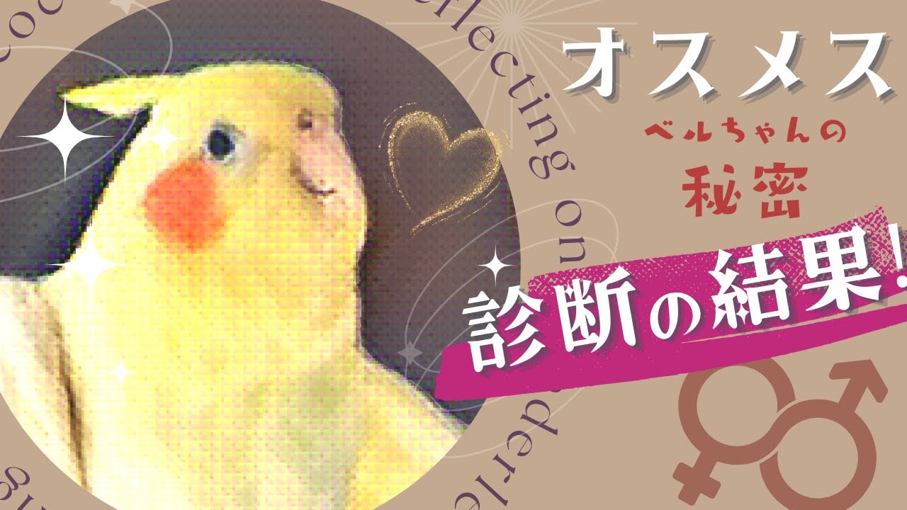 【鳥の性別判定】オスメス見分けで驚きの真実 オカメインコ・セキセイインコ・コザクラインコ Youtube 