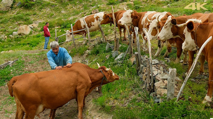 Life in the Green Highlands – A Gathering of Three Generations | Documentary Film
