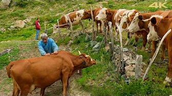 Life in the Green Highlands – A Gathering of Three Generations | Documentary Film