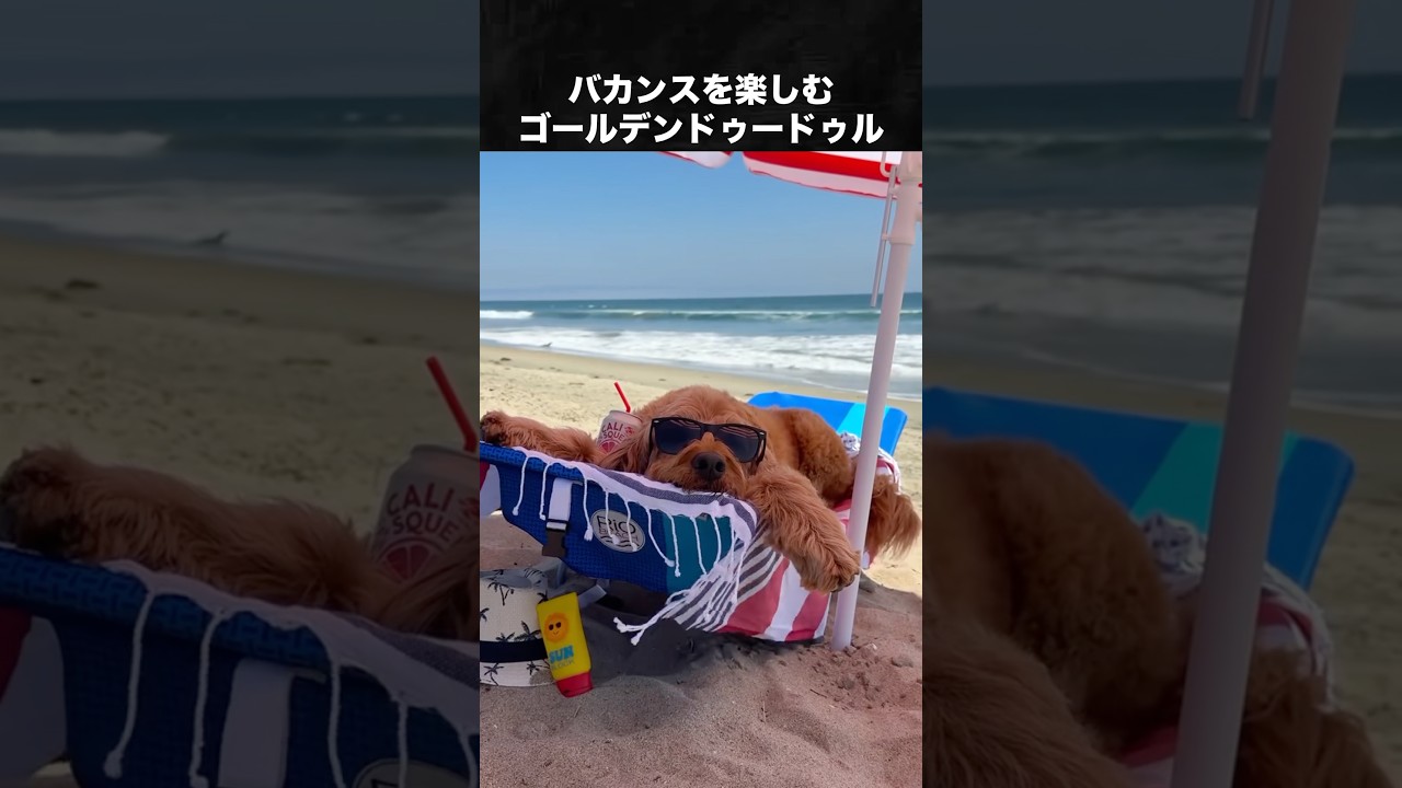 海に行ったときの犬の反応が最高すぎた #犬 #ゴールデンレトリバー #トイプードル
