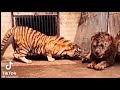 тигр против льва
