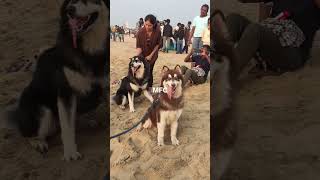 PREMIUM ALASKAN MALAMUTE PUPPIES AVAILABLE IN CHENNAI #alaskanmalamute #dog #husky #viralvideo