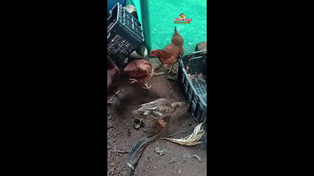 0% തീറ്റ ചിലവിൽ കോഴിക്കളെ വളർത്തുന്നത് ദാ ഇങ്ങനെയാണ് friends/0% feed cost poultry farming 