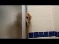 鍵が壊れたお風呂を毎日のぞきに来る犬。ゴールデンレトリバーベンツ。