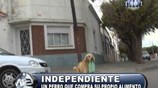 INDEPENDIENTE UN PERRO VA A COMPRAR SU PROPIO ALIMENTO)