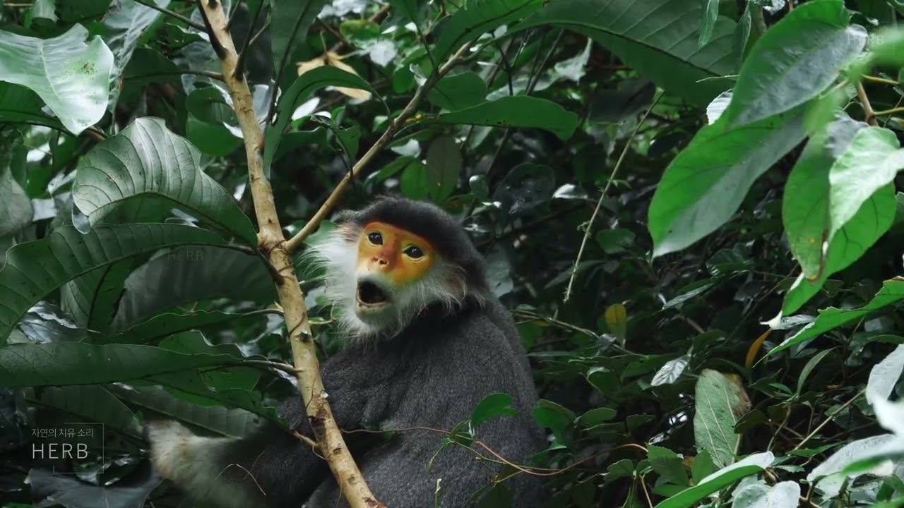 The Secret Tree-Top Life of Rare Monkeys You’ve Never Seen | Relaxing wildlife ambience