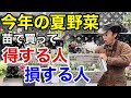 【正直に言います】ズバリ〇〇科の苗はもう買うな！　　　　　　　【カーメン君】【園芸】【ガーデニング】【初心者】