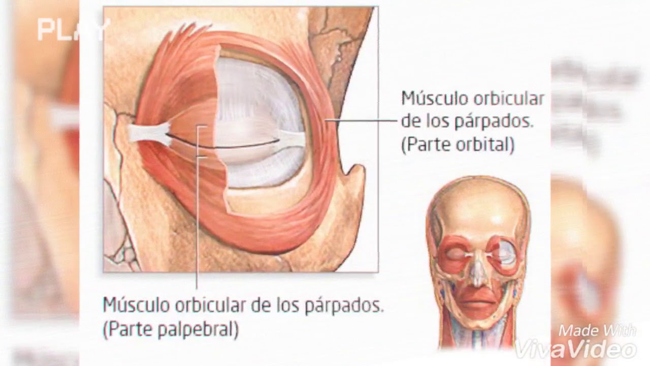Músculo Orbicular de Los párpados - YouTube