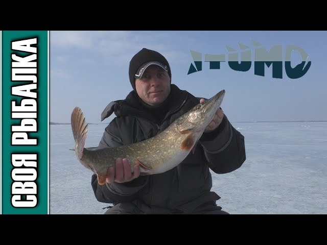 Ловля щуки на раттлины и вибы зимой. Отчёт о рыбалке Иваньковское водохранилище