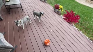 It's Snowing | Life With Schnauzers by Schnauzer Mom 3,912 views 6 months ago 12 minutes, 10 seconds