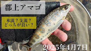 郡上アマゴ。本流？支流？どっちが良い？2025年4月7日 - YouTube