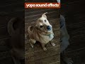 Dog barking #puppy #cute #cutedog #funny