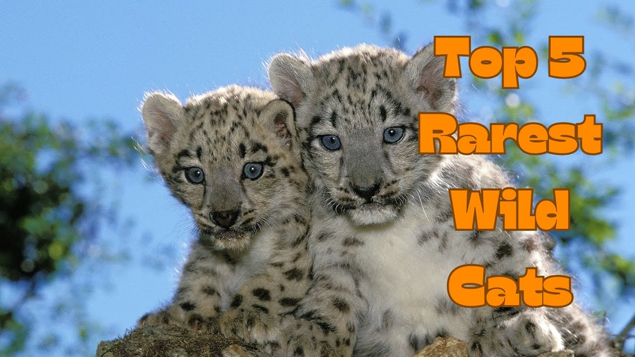 Top 5 Rarest Wild Cats on Earth – A Thrilling Battle for Survival!