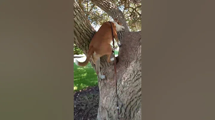 climbing trees