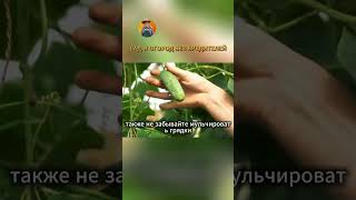 Ошибки при выращивании огурцов: откуда горечь