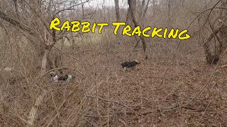 Unleashing the Beagle Instinct: Rabbit Tracking. (January 11, 2024) by B**S**** Beagle Club 170 views 1 month ago 7 minutes, 40 seconds