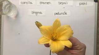Dissecting Parts of a Flower
