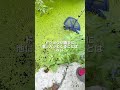 20年放置された祖父の池をガサガサしたら想定外の生き物が出てきた😳😳😳