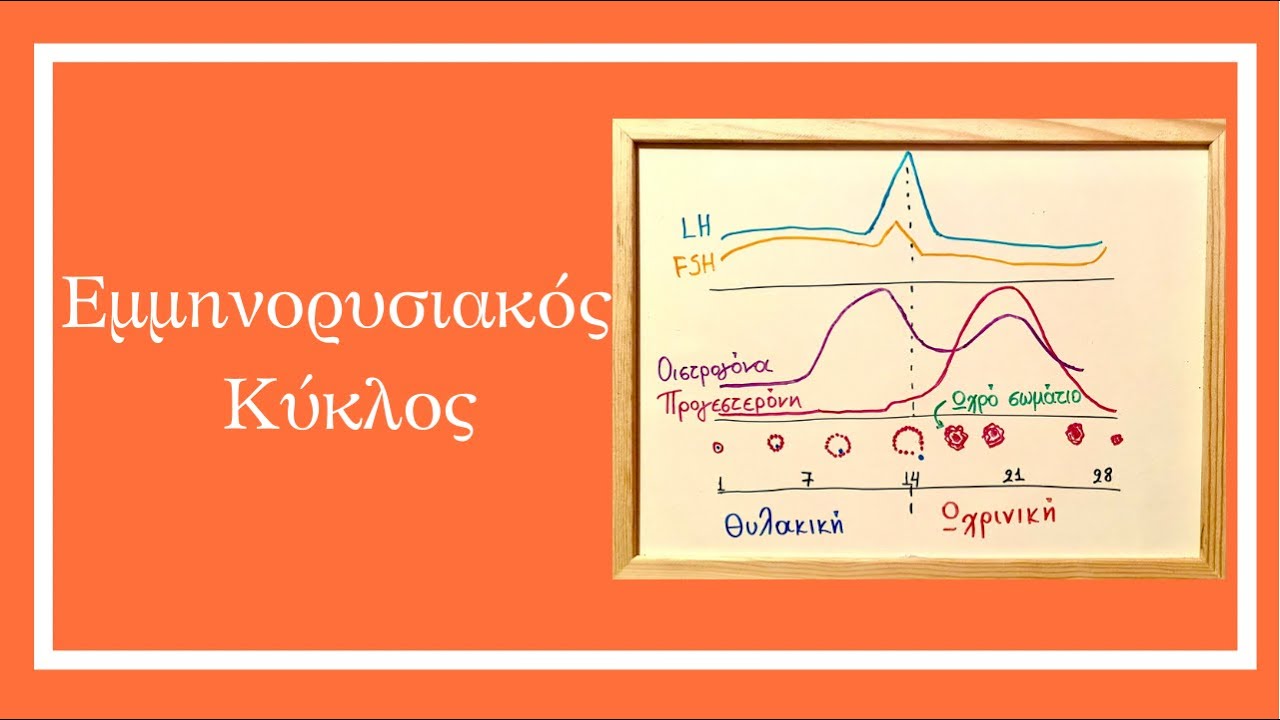 Εμμηνορυσιακός κύκλος