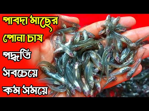 পাবদা মাছের পোনা চাষ পদ্ধতি সবচেয়ে কম সময়ে || 01728202429