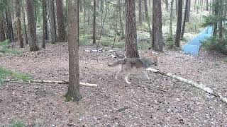 Amazing Wolf Natural Wonders | Ancient Forests And Peaceful Natural Habitats