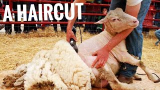 Sheep covered with 80 pounds of wool transformed into the most amazing | Faith Dodo = Restored