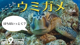 Let's watch Sea Turtles 10min 【4K】
