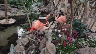 Crazy Flamingo S 
