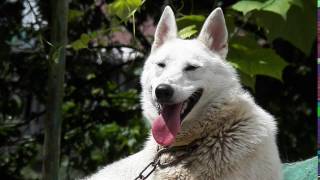 Собака на цепи страдака Собака на цепи страдака
