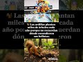 Las ardillas plantan miles de árboles sin saberlo 🐿 #datoscuriosos