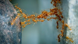Ant make a Two way Bridge