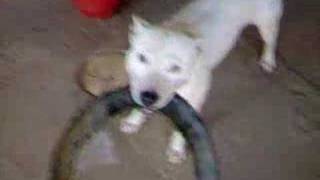 Furious Female Pit-Bull Shaking Tire