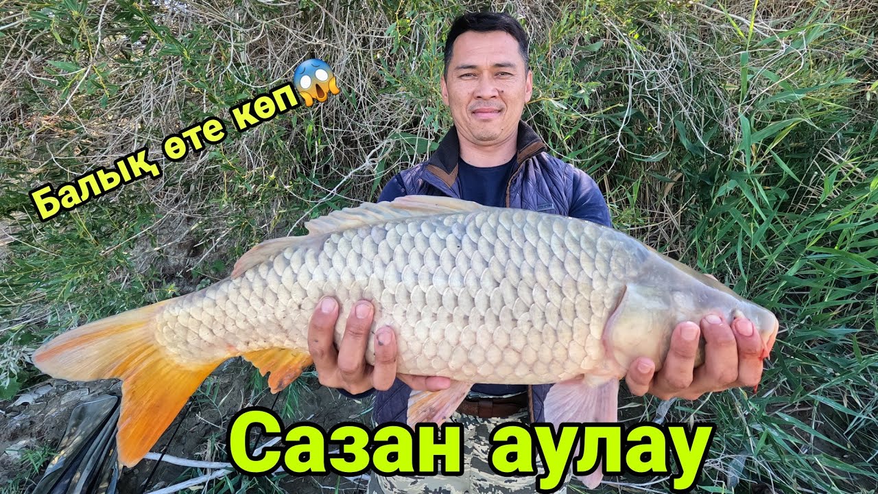 ҮЛКЕН САЗАНДАР АУЛАУ. Балық өте көп!!! ОГРОМНЫЕ САЗАНЫ. Рыба в томатном
