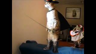 Zorro Cat