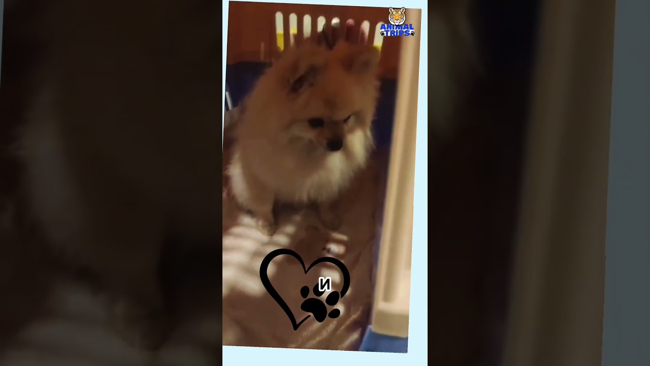 Маленькая Пикси: большое путешествие Москва → Дубай с заботой от Animal Trips 