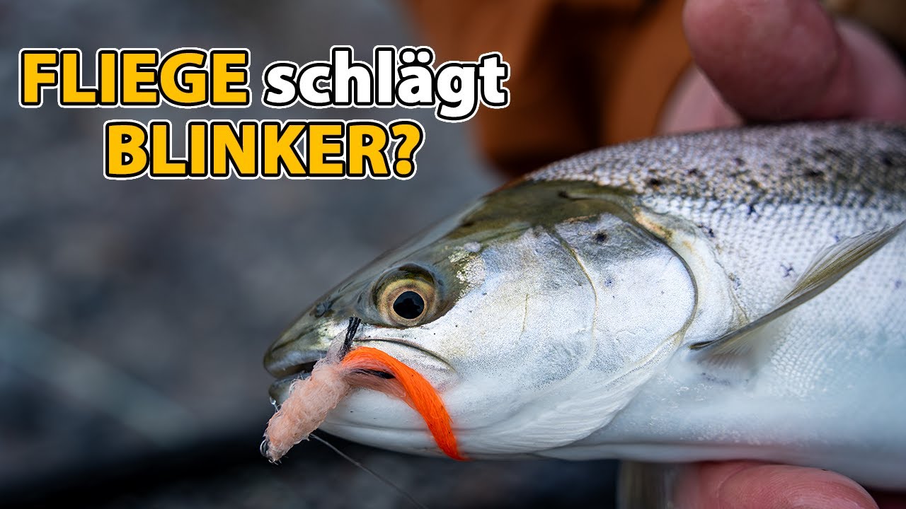 Meerforelle an der Ostsee: Wann die Fliege wirklich überlegen ist