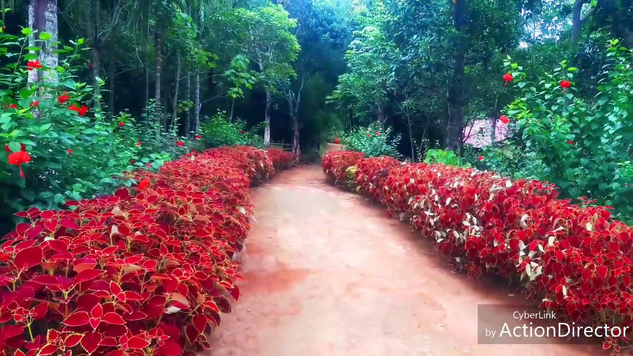 Rangsapara village flower garden YouTube