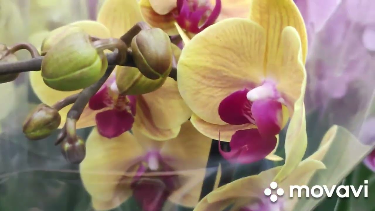 орхидея биг лип. орхидея венерин башмачок. цветок калипсо клубневая. фаленопсис биондоро. саранка байкальская цветок.