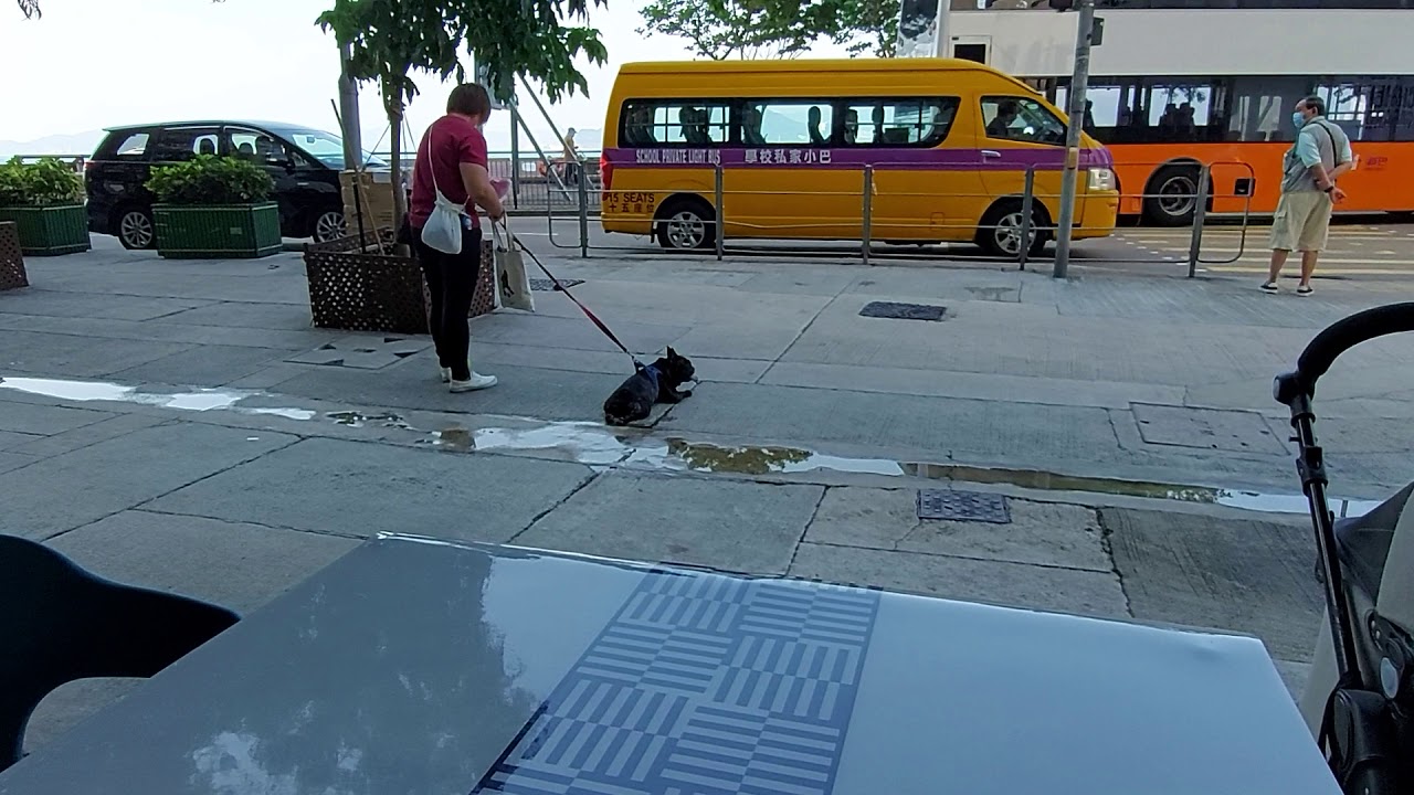 Lazy dog - YouTube