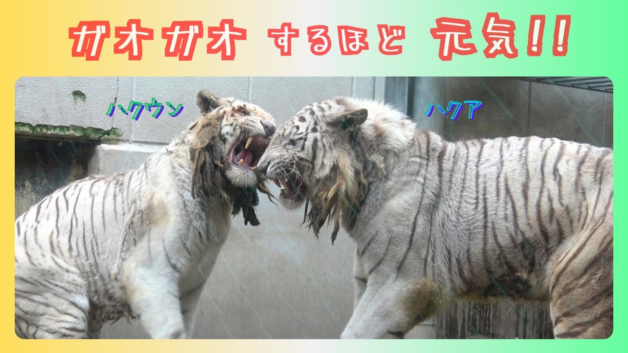 【ガオガオするほど元気!!】伊豆アニマルキングダム　ホワイトタイガー「ハクウン」「ハクア」