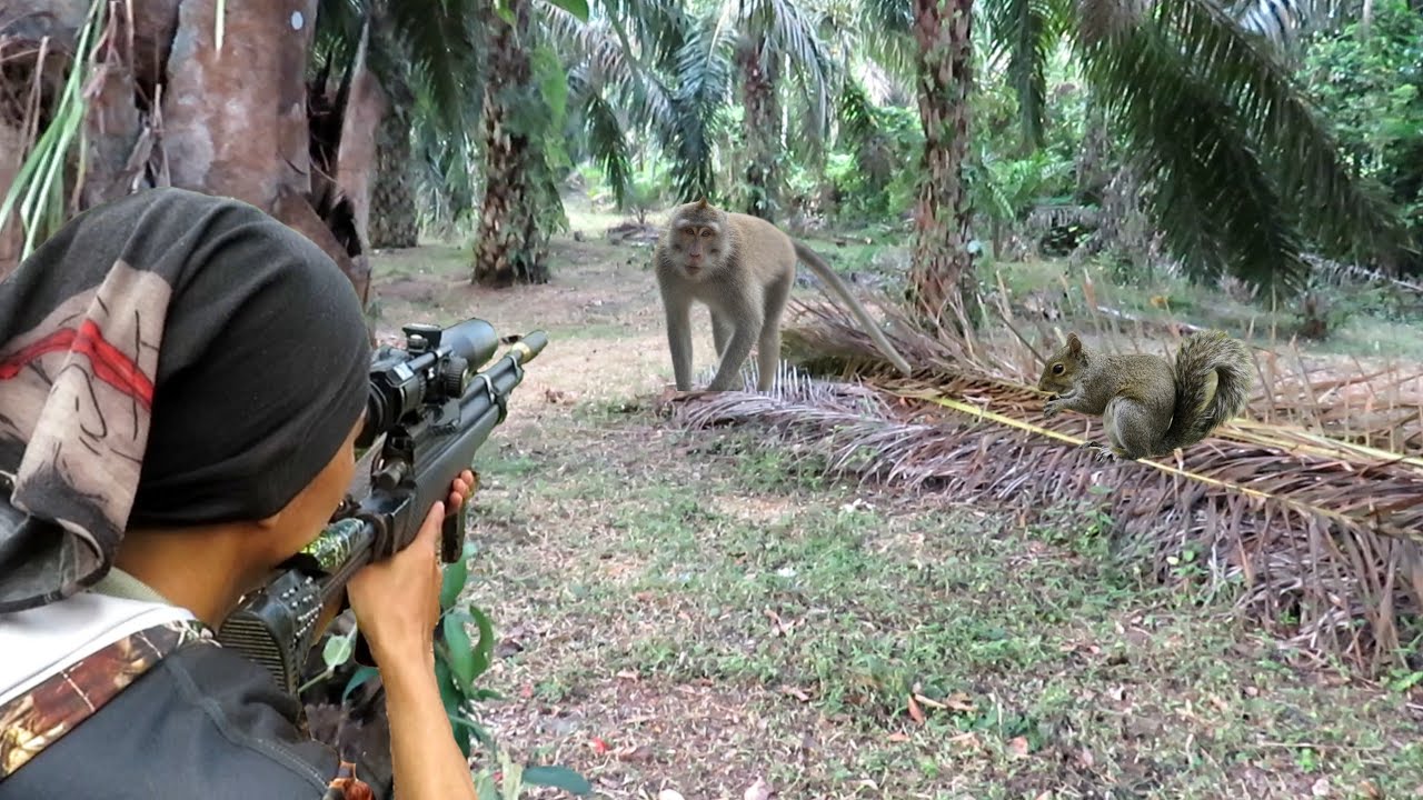 🔥 Berburu Hama Nakal Pekebunan! Petani Alami Kerugian Besar