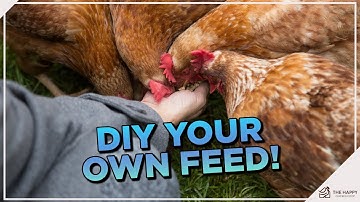 How to Make Nutrient-Dense Chicken Feed at Home From Scratch