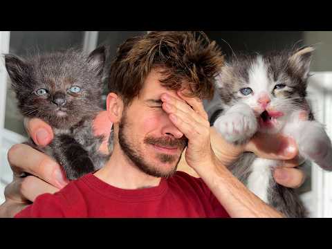 The Rescue Kittens Went Completely Feral
