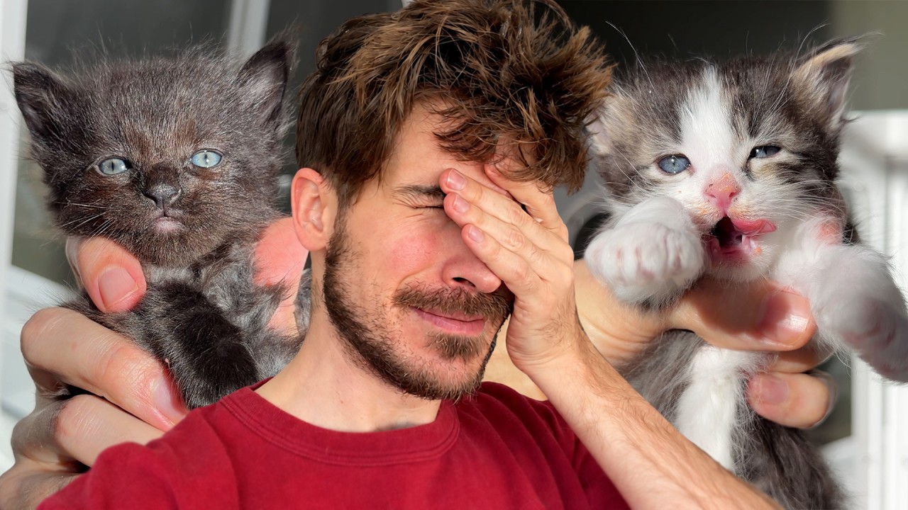 The Rescue Kittens Went Completely Feral