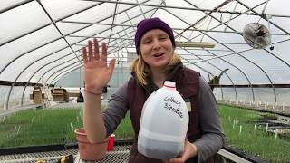 Milk Jug Greenhouses